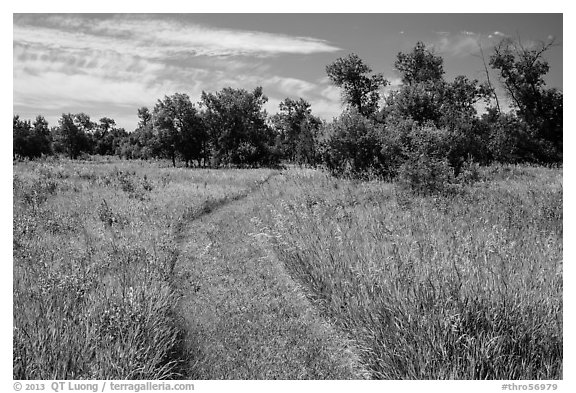 Trail overgrown with grasses, Elkhorn Ranch Unit. Theodore Roosevelt National Park (black and white)