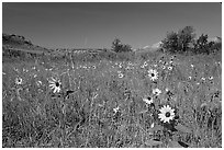 Sunflowers in prairie. Theodore Roosevelt National Park, North Dakota, USA. (black and white)