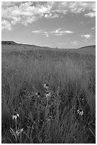 Tall grass prairie and wildflowers, South Unit, late afternoon. Theodore Roosevelt National Park, North Dakota, USA. (black and white)