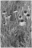 Prairie flowers and grasses. Theodore Roosevelt National Park, North Dakota, USA. (black and white)