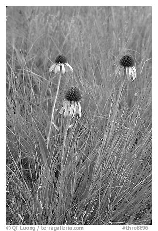 Prairie flowers. Theodore Roosevelt National Park, North Dakota, USA.