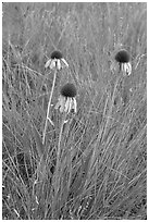 Prairie flowers. Theodore Roosevelt National Park, North Dakota, USA. (black and white)