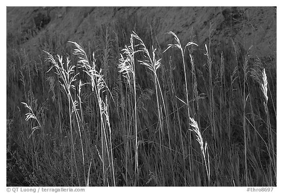 Backlit tall grasses. Theodore Roosevelt National Park (black and white)