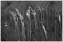 Backlit tall grasses. Theodore Roosevelt National Park, North Dakota, USA. (black and white)