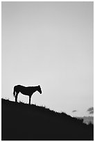 Wild horse silhouetted at sunset, South Unit. Theodore Roosevelt National Park ( black and white)