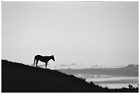 Wild horse silhouetted at sunset, South Unit. Theodore Roosevelt National Park, North Dakota, USA. (black and white)