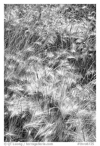 Barley grasses. Theodore Roosevelt National Park (black and white)