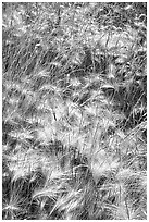 Barley grasses. Theodore Roosevelt National Park, North Dakota, USA. (black and white)