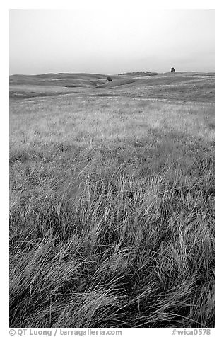 Tall grass prairie. Wind Cave National Park (black and white)