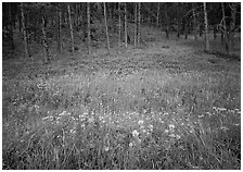 Flowers on meadow and hill covered with pine forest. Wind Cave National Park ( black and white)