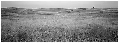 Prairie grasses on cloudy autumn morning. Wind Cave  National Park (Panoramic black and white)