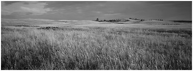 Prairie grasses at sunrise. Wind Cave National Park (Panoramic black and white)
