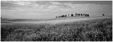 Prairie landscape with wildflowers and trees. Wind Cave National Park (Panoramic black and white)
