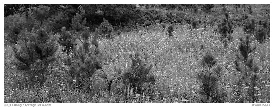 Meadow and young Ponderosa pine trees. Wind Cave  National Park (black and white)