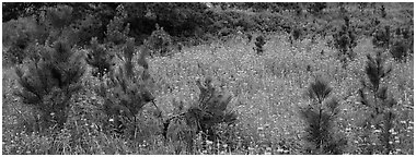 Meadow and young Ponderosa pine trees. Wind Cave  National Park (Panoramic black and white)