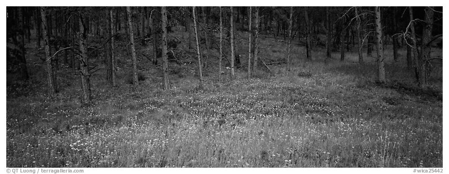 Forest edge in summer. Wind Cave National Park (black and white)