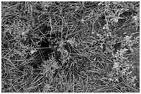 Ground close-up with grasses, flowers, and prairie dog burrow entrance. Wind Cave National Park, South Dakota, USA. (black and white)