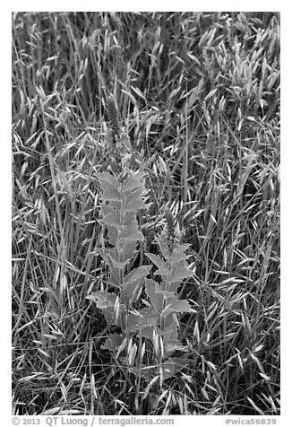 Close-up of wildflowers and grasses. Wind Cave National Park (black and white)