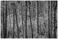 Pine forest. Wind Cave National Park ( black and white)