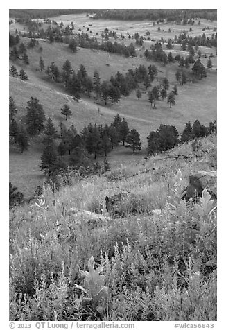 Wildflowers on Rankin Ridge and ponderosa pines. Wind Cave National Park (black and white)