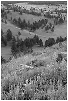 Wildflowers on Rankin Ridge and ponderosa pines. Wind Cave National Park, South Dakota, USA. (black and white)