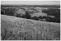 Grasses and flowers on Rankin Ridge above rolling hills with pine forests. Wind Cave National Park, South Dakota, USA. (black and white)