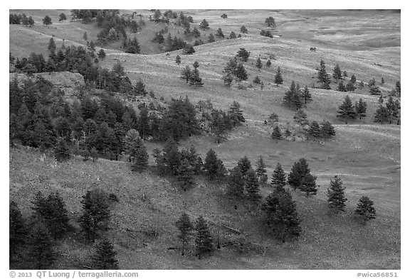 Rolling hills with ponderosa pines and grasslands. Wind Cave National Park (black and white)