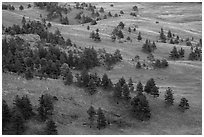Rolling hills with ponderosa pines and grasslands. Wind Cave National Park, South Dakota, USA. (black and white)