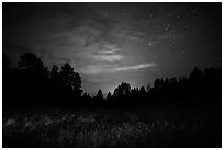 Grasses, pine forest at night. Wind Cave National Park, South Dakota, USA. (black and white)