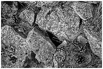 Limestone rock and ponderosa pine cones. Wind Cave National Park ( black and white)