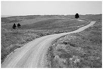 Unpaved road. Wind Cave National Park ( black and white)