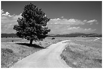 Gravel road and pine tree. Wind Cave National Park, South Dakota, USA. (black and white)
