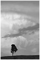 Lone tree and storm cloud, sunset. Wind Cave National Park, South Dakota, USA. (black and white)