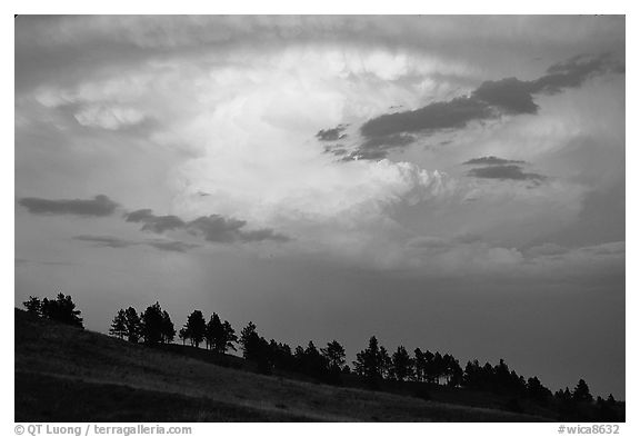 Row of trees under a storm cloud at sunset. Wind Cave National Park (black and white)
