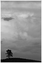 Tree on Hill and storm cloud, sunset. Wind Cave National Park, South Dakota, USA. (black and white)
