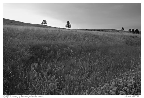 Tall grass and hills at Bison Flats, sunrise. Wind Cave National Park (black and white)