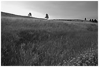 Tall grass and hills at Bison Flats, sunrise. Wind Cave National Park, South Dakota, USA. (black and white)