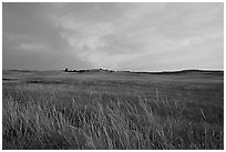 Tall grasses and pink cloud, sunrise. Wind Cave National Park, South Dakota, USA. (black and white)