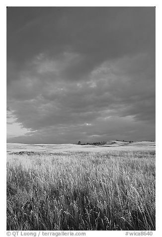 Prairie with tall grasses and dark sky, early morning. Wind Cave National Park (black and white)