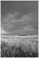 Prairie with tall grasses and dark sky, early morning. Wind Cave National Park, South Dakota, USA. (black and white)