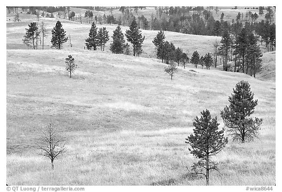 Ponderosa pines on rolling hills. Wind Cave National Park (black and white)