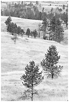 Rolling hills with ponderosa pines. Wind Cave National Park, South Dakota, USA. (black and white)