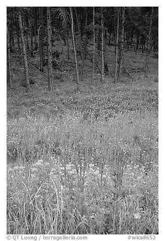 Flowers on meadow and hill covered with pine forest. Wind Cave National Park (black and white)