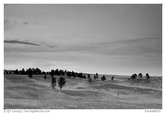 Rolling hills covered with scattered pines, dusk. Wind Cave National Park (black and white)
