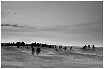 Rolling hills covered with scattered pines, dusk. Wind Cave National Park, South Dakota, USA. (black and white)