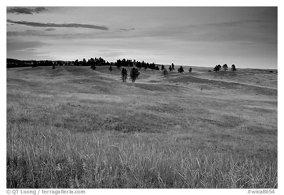 Rolling hills covered with grasses and scattered pines, dusk. Wind Cave National Park (black and white)