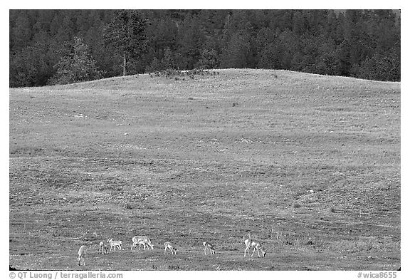 Pronghorn Antelope and hill. Wind Cave National Park (black and white)