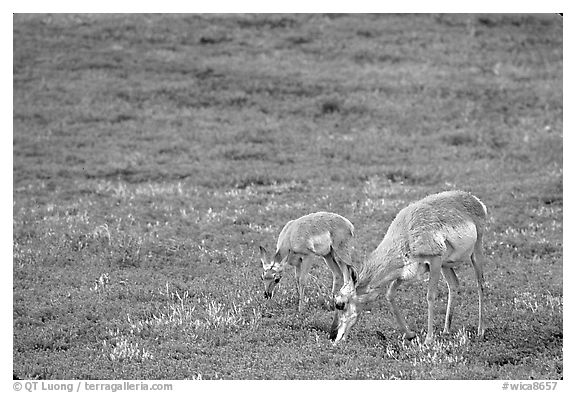 Pronghorn Antelope cow and calf in the prairie. Wind Cave National Park (black and white)