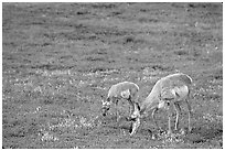 Pronghorn Antelope cow and calf in the prairie. Wind Cave National Park, South Dakota, USA. (black and white)