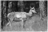 Pronghorn Antelope in pine forest. Wind Cave National Park ( black and white)